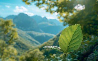 Construire un Avenir Vert : Les Normes de Certification Environnementale